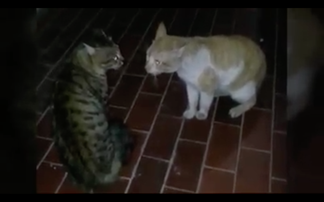 kucing-berantem